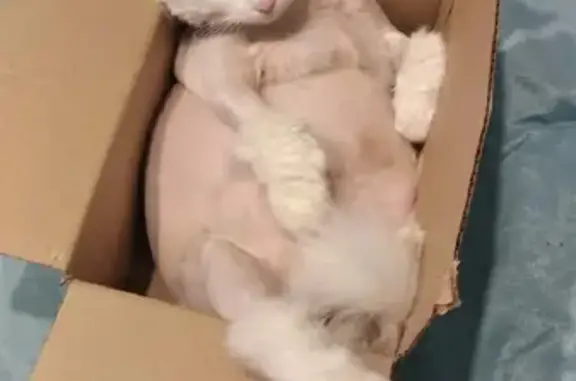 Кошки потеряшки, Родионово-Несветайская, фото: Потеряшка кошка на ул. Первомайской, Родионово-Несветайская, нуждается в специальном уходе