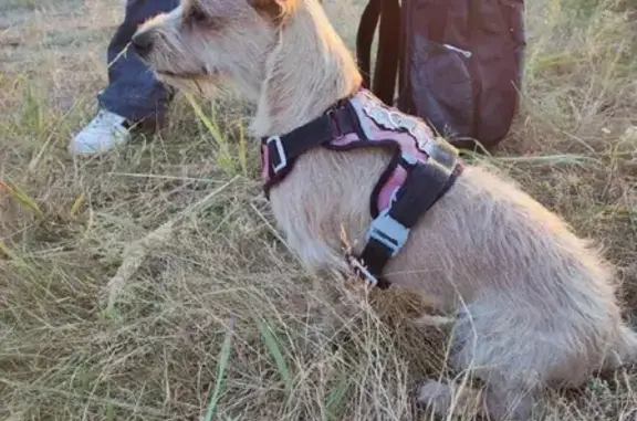 Собаки потеряшки, Пермь, фото: Потеряшка собака на ул. Академика Веденеева