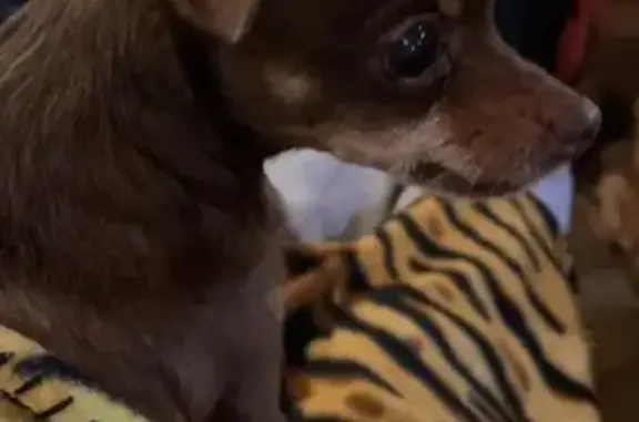 Собаки потеряшки, Казань, фото: Потеряшка собака возле дома на ул. Амирхана 27-29 в Казани