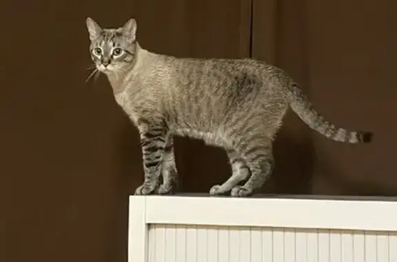 Кошки потеряшки, Москва, фото: Потеряшка кот Бакс на Ярославской улице