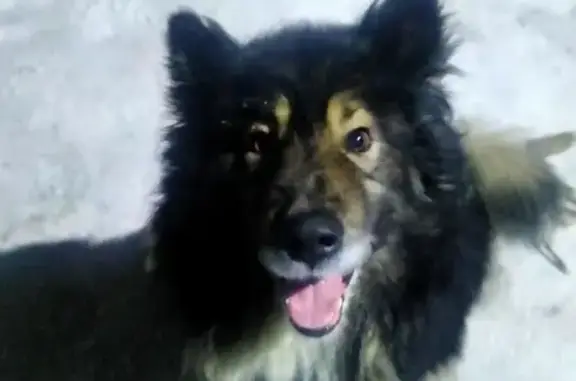 Пропала собака Туман на Мочищенском шоссе, Новосибирск