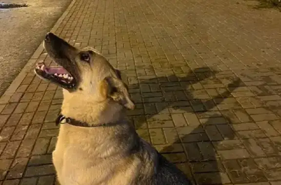 Пропала собака Денка в Берёзовой роще, Екатеринбург