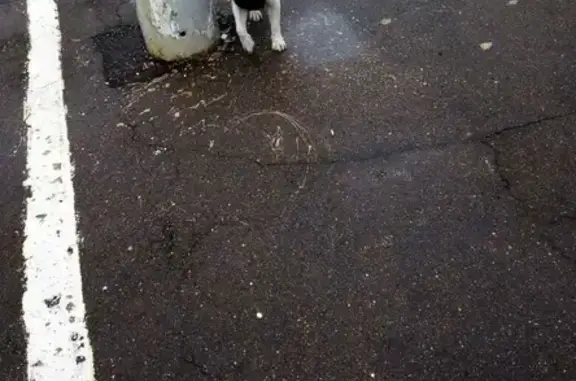 Потерянная собака найдена на станции Кутузовская, Подольск