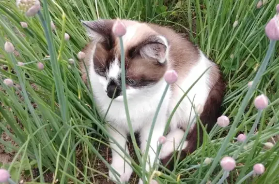 Пропала кошка Бэлла в Тепличном, Саратов.