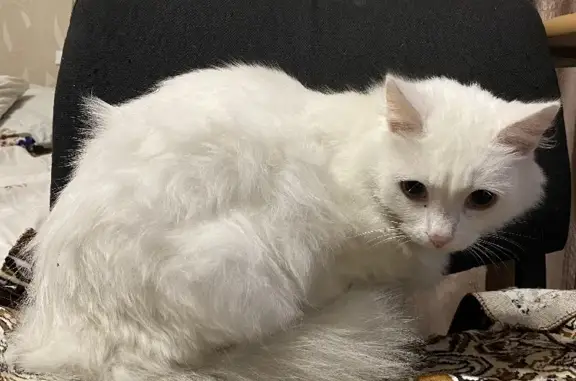 Найдена белая кошка на ул. Победы 40/2