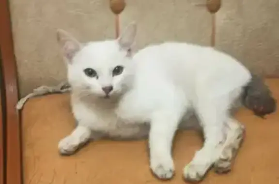 Найден домашний котик на ул. Маршала Талбухина 16, ищем старых хозяев 🙏