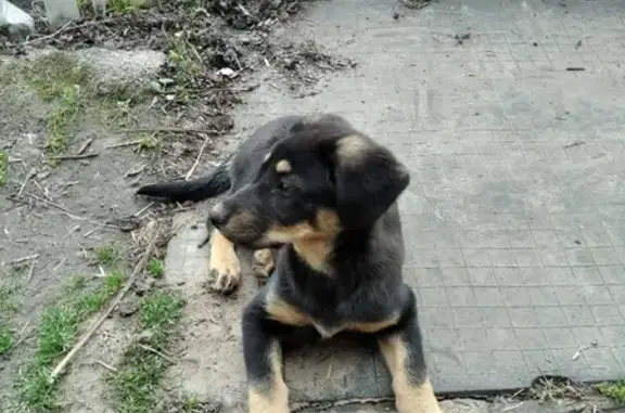 Пропала собака на Большой Серпуховской, черная с коричневым, в ошейнике, если найдете, звоните +79162280650