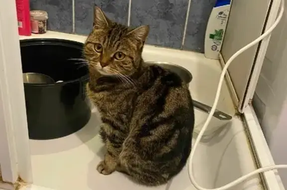 Кошки потеряшки, Казань, фото: Потеряшка кошка на Волгоградской, Казань