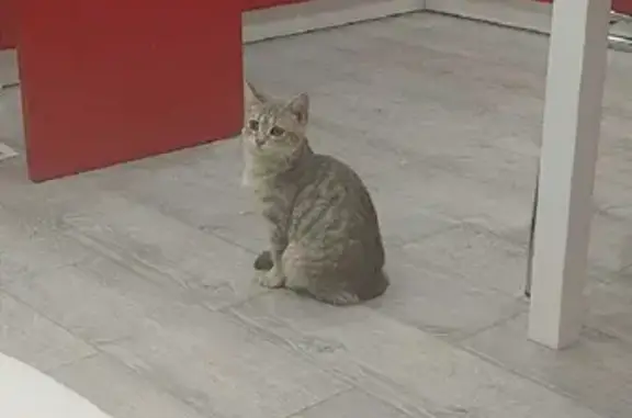 Найдена молодая ласковая кошка на Колхозной улице, 1А к4, Тамбов