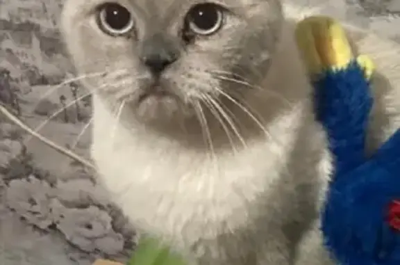 Кошки потеряшки, Санкт-Петербург, фото: Потеряшка кот-шотландец на ул. Цимбалина, 56