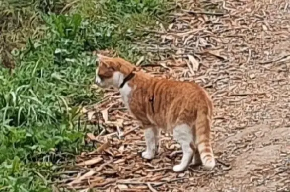 Найдена кошка в Митинском парке, шлейка без поводка