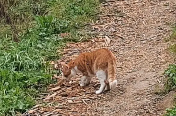 Найдена кошка, Москва, фото: Найдена кошка в Митинском парке, Москва