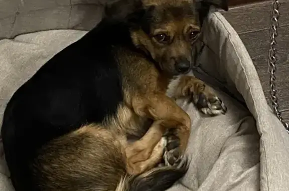 Собака найдена на Симферопольской, 18 в Краснодаре