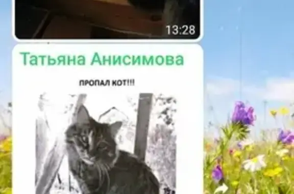 Пропал кот Василий в СНТ Земляне, Талдомский район, Московская область