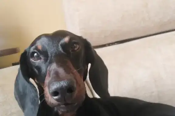 Собаки потеряшки, , фото: Потеряшка такса Чарлик на Комсомольской, 141, Армавир