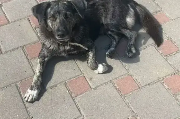 Найдена собака на Рабочей площади, контакты в описании