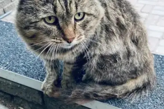 Найдена кошка с ломанной лапкой в Набережных Челнах.