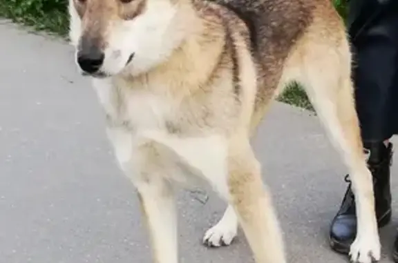 Найдена собака Западно-сибирская лайка на Чебоксарском проспекте