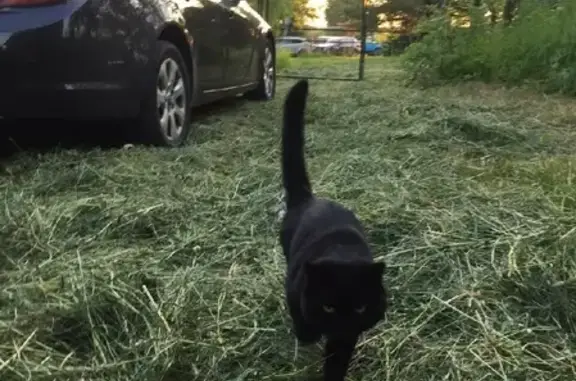 Пропала кошка Кот Буся в Московской области