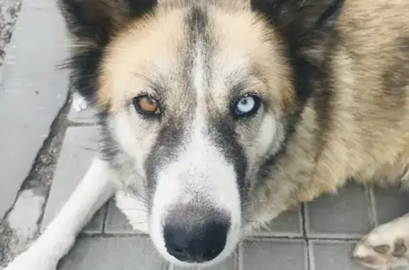 Найдена ласковая собака на ул. Германа Титова, 60