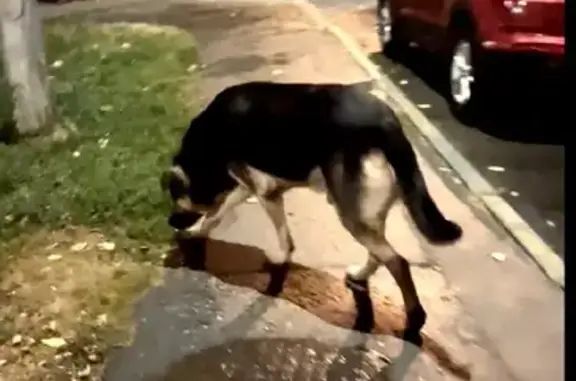 Найдена собака на Профсоюзной, 156 к1, Москва