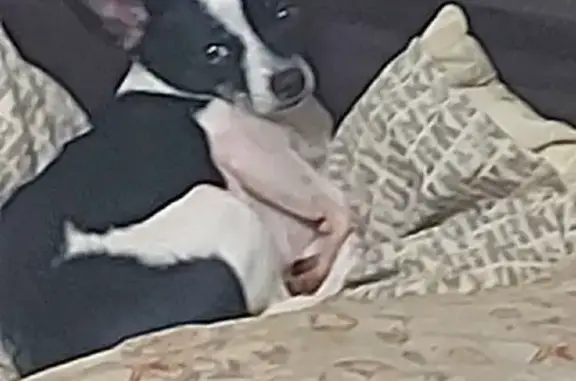 Собаки потеряшки, Санкт-Петербург, фото: Потеряшка собака 