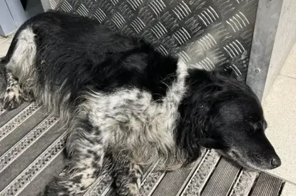 Собака найдена на улице Сакко, 24 в Тюмени.