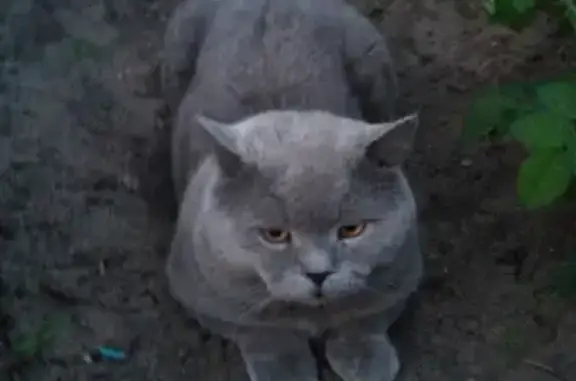 Пропала кошка на Республиканской, 8 в Михайловке.