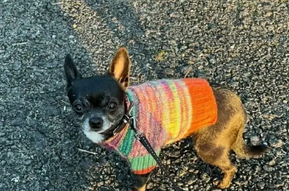 Собаки потеряшки, Москва, фото: Потеряшка собака по адресу Ходынский бульвар 17