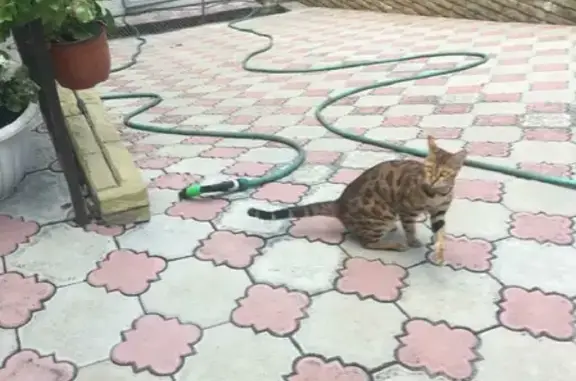 Пропала кошка на улице Самбурова, 248, Анапа