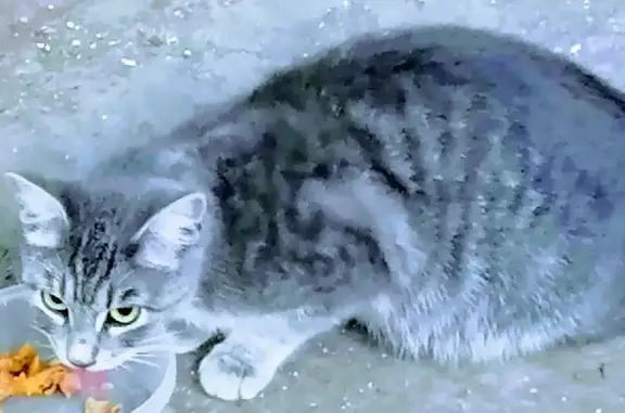 Молодая кошка найдена на ул. Пилюгина, Москва