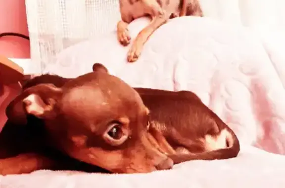 Собаки потеряшки, Нижний Новгород, фото: Потеряшка собака: той терьер, коричневый, тату на ляшке, автозаводский район, ул. Космическая.