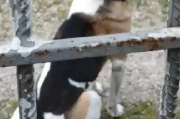 Собака Бигль найдена в Туле.