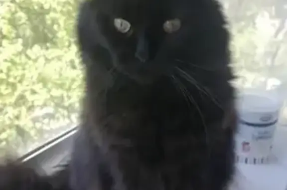Пропала крупная черная кошка на Олимпийском проспекте, Мытищи