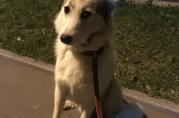 Найдена собака на ул. Дзержинского, 108 в Калининграде