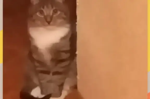 Объявления о пропавших и найденных животных, Киров, фото: Пропала кошка Кот на Профсоюзной улице, 90, Киров.