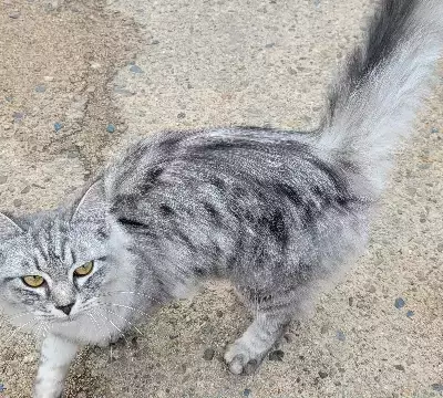 Домашняя кошка на ул. Сахьяновой, 6А