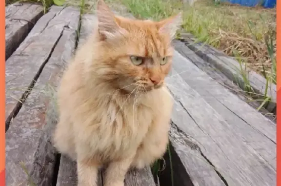 Найдена рыжая кошка на Мостовой, Киров