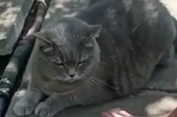 Пропала кошка на пр. Столыпина, 14 в Саратове
