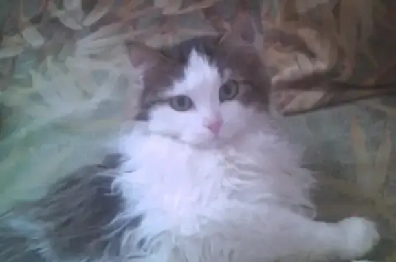 Пропала кошка Кот на Ремесленной 11, Красноуфимск