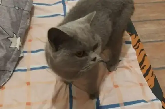 Найдена серая кошка с оранжевыми глазами в Иркутске, пер. МОПРа, 3