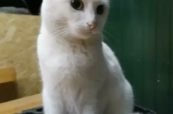 Кошки потеряшки, Воскресенский, фото: Потеряшка кошка Белка на ул. 23-го Партсъезда, 21А, Воскресенский