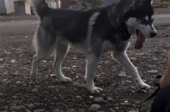 Найдена собака на ул. Ивана Кочубея, 13 в Иркутске