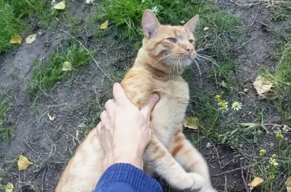 Пропал кот на садоводстве Обь-1, Алтайский край