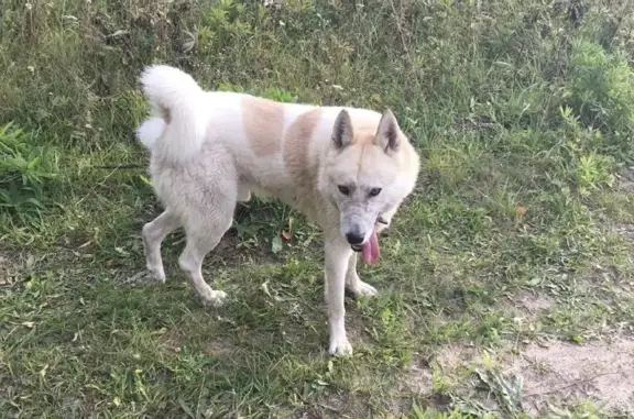 Собаки потеряшки, Нижний Новгород, фото: Потеряшка кобель по кличке «Норд» в лесу района Низкого поля, адрес Каменка.