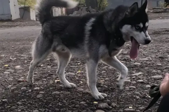 Собака ищет нового хозяина на ул. И. Кочубея, 13, Иркутск