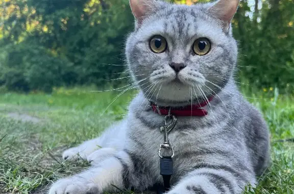 Пропала кошка в Новороссийске: адрес и вознаграждение