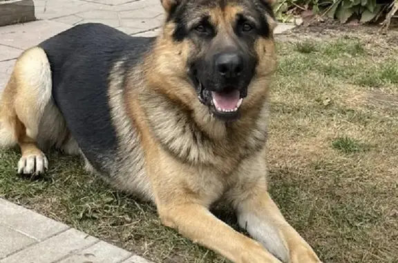 Потерянные животные Москва, фото: Пропала Немецкая овчарка Воровского, чепрачный окрас