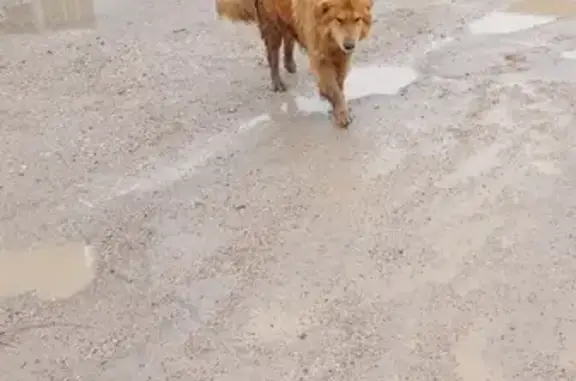 Пропала собака Рыжий в г. Лобня, нужна помощь!