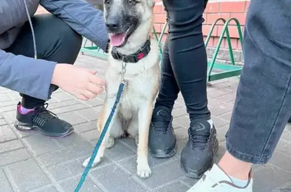 Найдена собака на Комсомольском проспекте в Барнауле